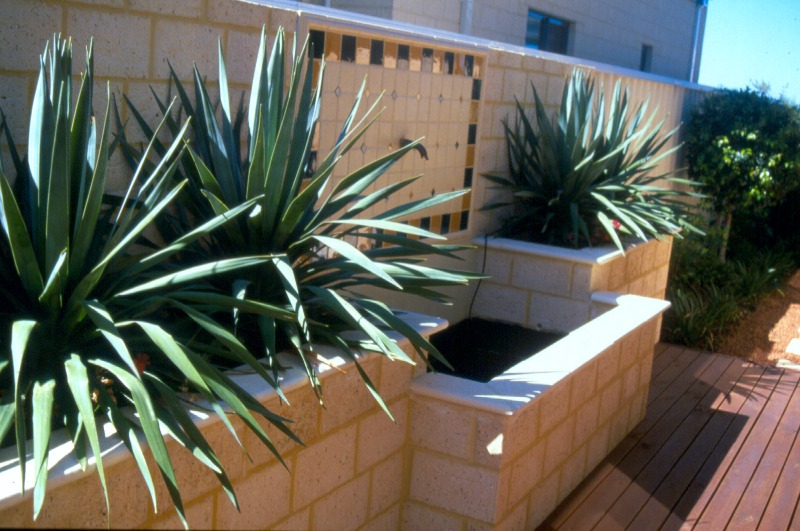 Canary Island Dragon Plant In Brick Wall Feature